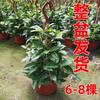 Orquídea Bola Planta Verde en Maceta con Brotes de Flores, Florales de Floración Cuatro Estaciones, Enredaderas Trepadoras de Interior, Hojas Verdes, Plantas de Orquídea Bola de Hoja de Corazón, Rollos de Orquídeas Colgantes