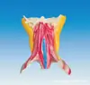 Modelo de Modelo de Anatomía Muscular Profunda del Cuello: Yj/Jj1289, Modelo de Anatomía Parcial del Cuerpo Humano