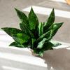 Planta Verde con Patrones tipo Jade, Planta Falsa de Piel de Tigre, Flores Artificiales al por Mayor para Decoración de Bodas, Flores Artificiales Transfronterizas de Instagram