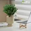Plantas Pote Relaxantes Pinheiro Azul na Sala de Estar e Mesa de Escritório Ornamentos de Plantas Verdes para Purificar o Ar Plantas de Humor o Ano Todo