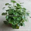 Plantas Hidropónicas y Cultivadas en Tierra como Centella Asiática, Plantas de Flor en Maceta, Plantas Acuáticas de Todas las Estaciones, Lentaja de Agua, Hojas de Loto, Bonsái para Acuario, Plantas Verdes de Micro-Paisajismo
