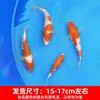 Alevines Vivos de Pez Dorado Ornamental Rojo y Blanco de Raza Pura para Agua Fría, Pez Ornamental Koi Rojo Resistente al Agua Dulce Tricolor