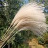 Flor seca pequena Palheta de flores secas Eterna Flor decoração de casa adereços decoração de janela Net vermelho pequeno Reed