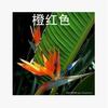 Oferta Especial Plantas y Flores Verdes Grandes de Interior, Plantas en Maceta Ave del Paraíso, Strelitzia Regina Plantas Verdes Ornamentales para el Hogar Bonsái