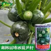 Semillas de Calabacita Redonda Lizhu de Corea del Sur Base de Huerta para Plantación Semillas de Verdura Calabacita Redonda Verde Oscuro