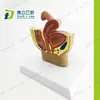 Modelo Pélvico de Escritorio Femenino Modelo Anatómico del Sistema Reproductivo Femenino Trompa Uterina Vejiga Vagina Recto Modelo