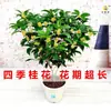 Planta de Camelia Fragante en Maceta, Plántulas de Árbol de Camelia Fuertemente Perfumadas, Flores para Jardín de Interior, Plantas Grandes Fáciles de Cultivar, Promoción de Osmanthus de Cuatro Estaciones