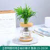 Plantas Hidropónicas Favoritas de los Agricultores Bonsái de Escritorio Plantas Verdes Planta Roja de la Suerte Plantas Pequeñas en Maceta Escritorio de Oficina Plantas Verdes Pequeñas Fáciles de Cuidar