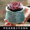 Vaso de flores carnudo Cerâmica Jardinagem Cerâmica Mini Novo Grés Criativo Vintage Casa Novo Pote de Porcelana Pote