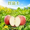 Manzana Fuji Roja de Qixia Yantai, entrega 3/5/ 4.5 kg Caja de regalo de fruta grande y crujiente, manzanas rojas frescas