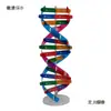 Modelo de ADN de Gen Humano juguete de ciencia stem tecnología producción pequeña equipo de experimento diy ciencia popular