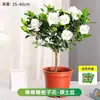 Plantas de Florero Gardenia, Plantas Verdes de Interior, Plantas Verdes Hidropónicas de Balcón, Flores de Jazmín, Fáciles de Cuidar Todo el Año, Osmanto