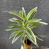 Single-branch double-headed three-headed lily bamboo vaso de simulação decoração de planta planta verde rico bambu decoração de casa ornamentos atacado