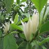 Pátio Planta de Flor Fragrante Enxertada Mudas de Orquídea Branca Mudas de Magnólia Branca Mudas de Orquídea Branca Orquídea Amarela Orquídea Amarela Vaso Plantio no Solo