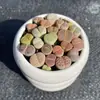 Base de planta suculenta autoproducida y autovendida al por mayor suculentas pequeñas combinación de flores plantas en maceta plantas carnosas Lithops Haworthia