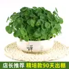 Planta de Centella Asiática Hidropónica para Escritorio de Oficina Interior, Flor en Maceta, Vegetación Perenne Verde para Todas las Estaciones, Purificadora de Aire, Fácil Cuidado