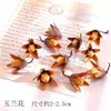 Pacote de Material de Flores Secas Espécime Jardim de Infância Casca de Fruta Caseira Flor Seca Bolota Porta-Retrato Espécime Pinha Porta-Retrato DIY Feito à Mão