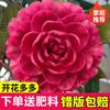 Dropshipping Plántulas de Camelia Xiangfei Plantas de Camelia en Maceta Florecen en Todas las Estaciones y Son Buenas para Alimentar Interiores Sala de Estar Balcón Exterior