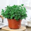 Dropshipping Vaso de Menta Menta Limão Comestível Planta Hidropônica Alecrim Pothos Cesto Planta Verde Flor de Interior