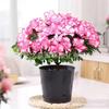 Plantas de Azaleia para Revenda Que Florescem em Todas as Estações, Plantas Ornamentais em Vasos, Rododendro Azaleia Rosa Plantas Verdes para Flores de Mesa Varanda