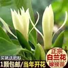Magnólia branca, mudas de magnólia, magnólia de flor amarela, planta em vaso, planta madura com botões florais, flores para jardim interno e externo, adequada para iniciantes