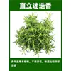 Menta en Maceta Comestible Plántulas Grandes Repelente de Mosquitos de Interior Plantas Verdes Romero Plantas Herbáceas de Cuatro Estaciones Hojas de Menta Gatuna de Limón