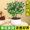 Planta en Maceta Daphne de Phnom Penh, Plántula de Semillero de Pila Vieja de Aroma Fuerte con Capullos, Planta de Flor para Balcón Resistente al Frío, Flor de Interior, Flor de Nochevieja