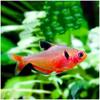 Peixe Rosa Vermelho, Peixe Cruz Vermelha Vivo, Peixe Ornamental Tropical, Aquário Plantado, Atacado de Pesca de Xangai, Peixes Pequenos Especiais para Aquários Plantados