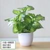 Plantas de Potos Simuladas, Plantas Verdes Falsas, Adornos de Flores Simuladas, Café Internet, Sala de Estar, Dormitorio, Club de Hotel, Adornos de Plástico, Envío Gratis