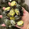 Tortugas Brasileñas Vivas, Tortugas Pequeñas para Mascotas, Tortugas Bebé con Caja de Cría, Comida para Tortugas, Tortugas Ornamentales, Suministro para Cría al por Mayor
