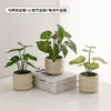 Plantas Verdes, Vasos Pequenos, Árvore da Fortuna Semelhante para Mesas de Escritório Internas, Mesas de Centro de Sala de Estar, Flores Artificiais e Arranjos Florais
