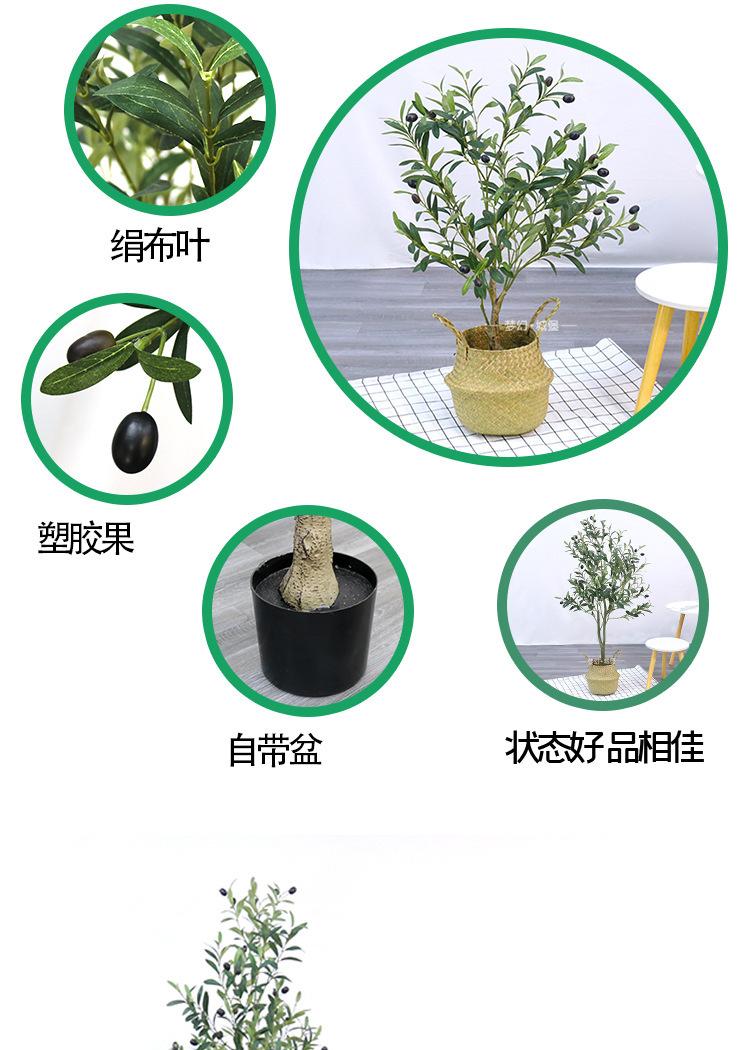 橄榄树详情_03.jpg