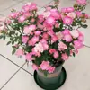 Hacker Queen Jugo Rosa Maceta Balcón Patio Villa Flor Planta Cuatro Estaciones Dropshipping