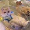 Ninho de Gato Cápsula Espacial para Todas as Estações, Ninho de Gato de Verão, Plataforma Giratória, Brinquedo de Gato, Cama de Gato, Ninho de Gelo Acrílico Fechado Parcialmente Peça Única