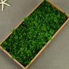 Flor Mágica Flor Eterna AB Anna Hortênsia 100g Aniversário Real Flor Diy Material Flor Seca Decoração Namorada Presente
