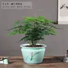 Aspargo Plantado Planta Grande Bonsai Planta Verde de Interior Flor Sementeira de Mesa Perene e Fácil de Manter o Ano Todo
