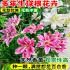 Bulbos de Lírio de Outono de Floração Dupla, Mudas de Flores de Floração Simples, Lírios Perfumados Comprados Diretamente da Holanda, Canhão de Ferro, Plantas de Vaso para Iniciantes do Pátio Karie