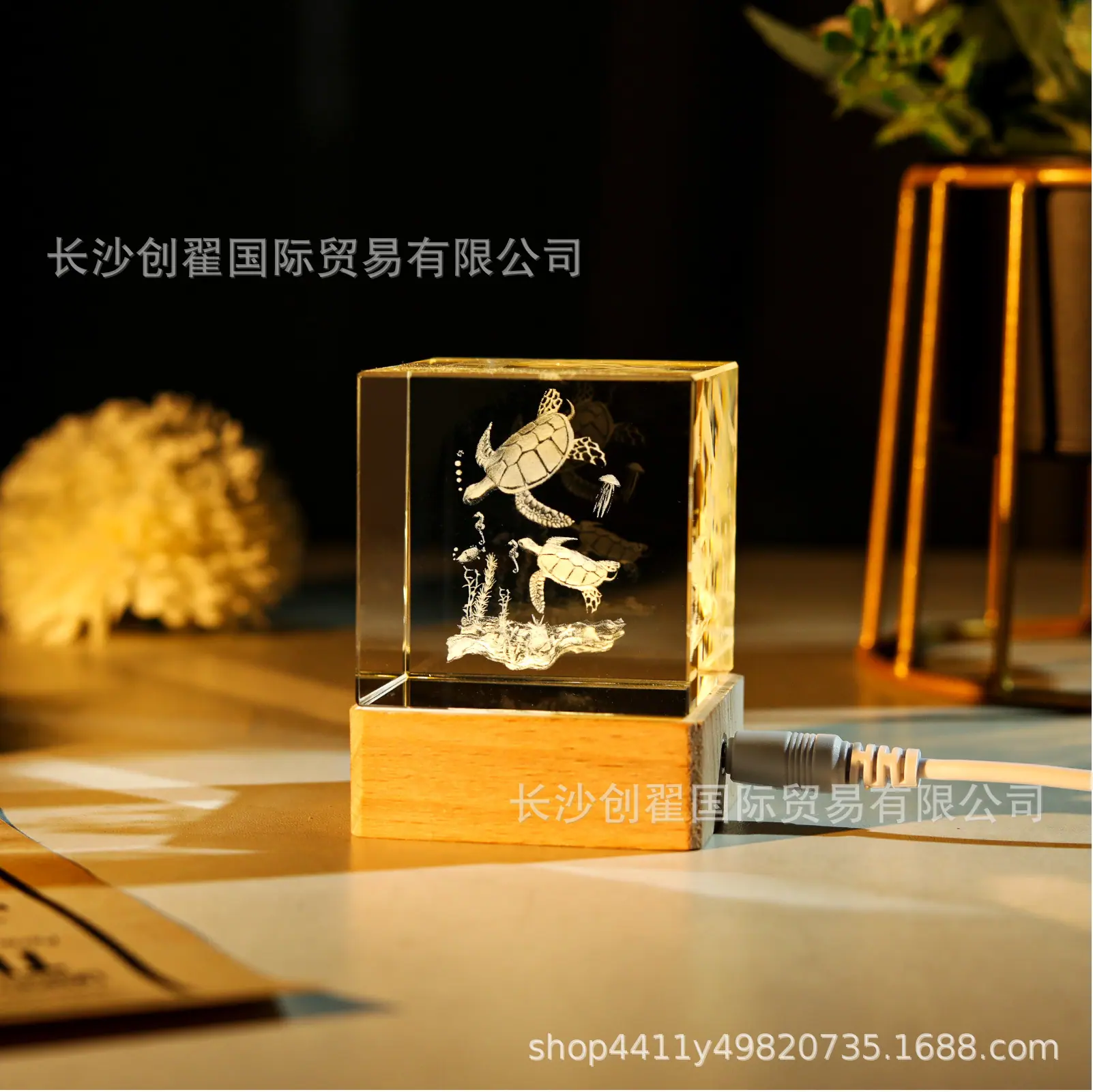 海龟_09.jpg