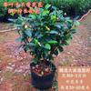 Flor de Gardenia Auténtica y Fragante con Capullos, Adecuada para Balcones Interiores, Resistente al Frío, Planta Perenne, Plántula de 5 Años en Maceta