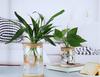 Botella creativa para plantas hidropónicas con botella ecológica de vidrio transparente, adornos para plantas de oficina, jardinería, maceta, jarrón de vidrio