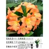 Orquídea Mariposa Monje Clivia Auténtica en Maceta Redonda con Capullos en la Sala de Estar y la Oficina Plántulas de Orquídea Florecen en Todas las Estaciones