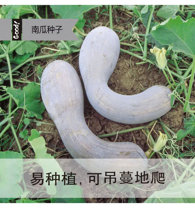 金钩南瓜03-2