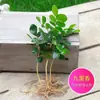 Plantas Hidropónicas de Menta en Maceta Repelen Mosquitos, Hojas Comestibles de Menta Limón, Hierba Repelente de Mosquitos de Romero para Interiores, Plantas Verdes Son Fáciles de Mantener