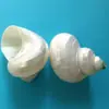 Cientos de Tipos de Conchas Naturales, Caracolas, Estrellas de Mar, Colgantes de Concha de Dragón, Pulseras DIY, Collares, Accesorios de Joyería