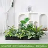 [Série Hc-An7] Caixa de Flores de Planta Verde Simulada Decoração de Sala de Estar Interna Janela de Chão a Teto Paisagismo Fotografia de Casamento Estrada