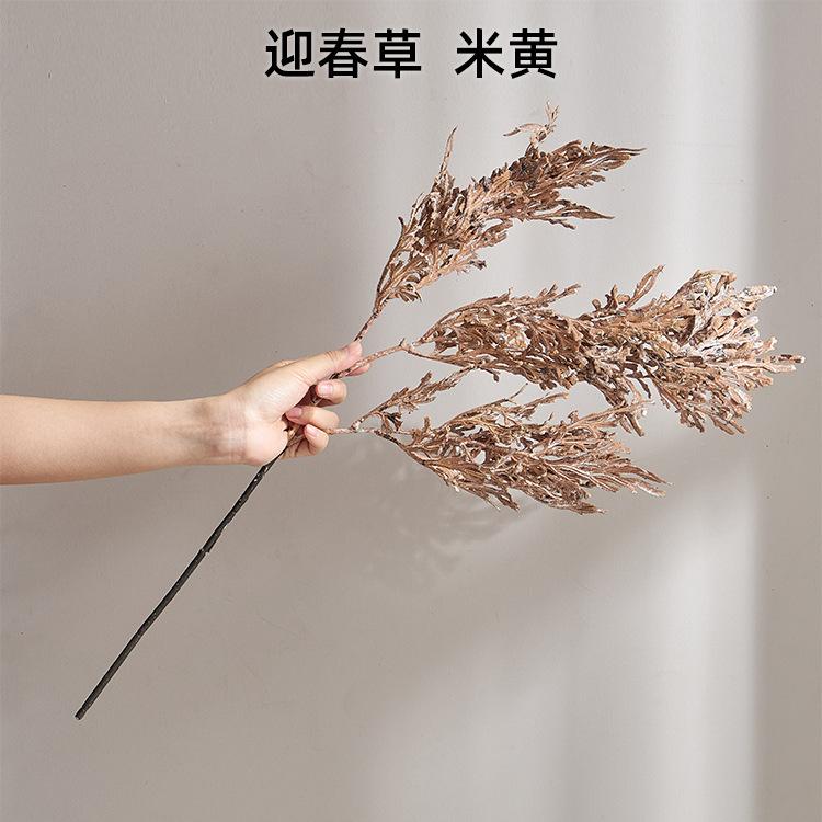 迎春草 米黄