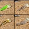 Señuelo de Camarón Blando de 3.5cm al por Mayor con Anzuelo, Señuelo de Camarón Gusano Blando Realista, Cebo Artificial, Cebo Biónico para Peces, Señuelo para Topmouth, Aparejo de Pesca de 1.3g