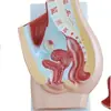Modelo de anatomía del sistema genitourinario femenino, molde médico del sistema urinario
