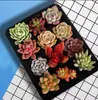 Base de planta suculenta autoproducida y autovendida al por mayor suculentas pequeñas combinación de flores plantas en maceta plantas carnosas Lithops Haworthia