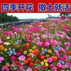 Semillas de flores silvestres de combinación de cuatro estaciones al por mayor hermosas flores de campo mar escénico semillas de flores Zinnia especies de flores gesang